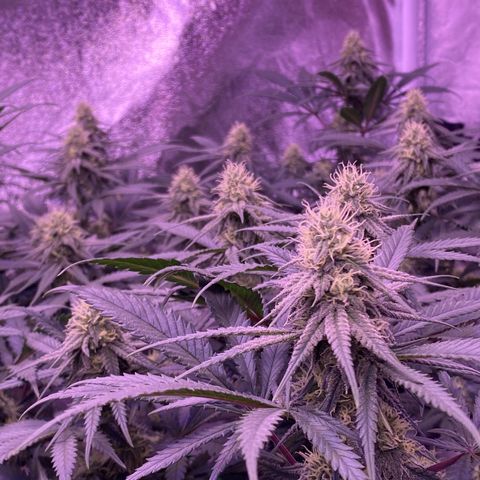 Amnesia Haze  growlog timeline photo