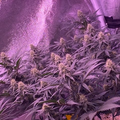 Amnesia Haze  growlog timeline photo