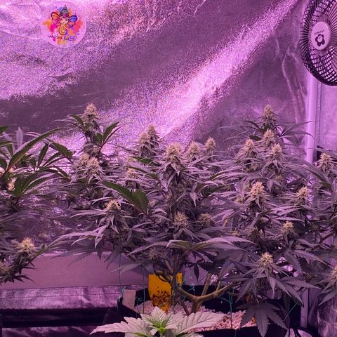 Amnesia Haze  growlog timeline photo