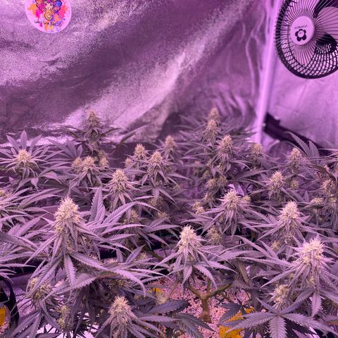 Amnesia Haze  growlog timeline photo