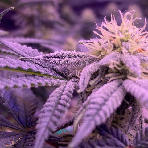 Amnesia Haze  growlog timeline photo