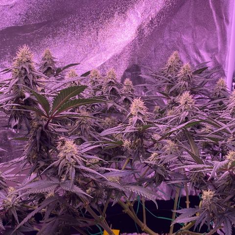 Amnesia Haze  growlog timeline photo