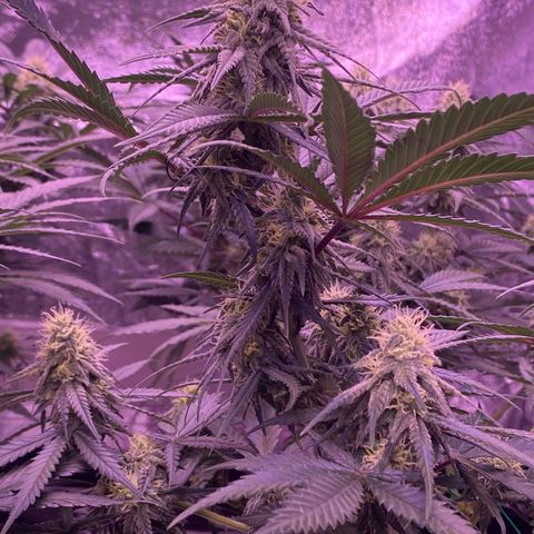 Amnesia Haze  growlog timeline photo