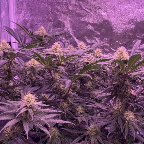 Amnesia Haze  growlog timeline photo