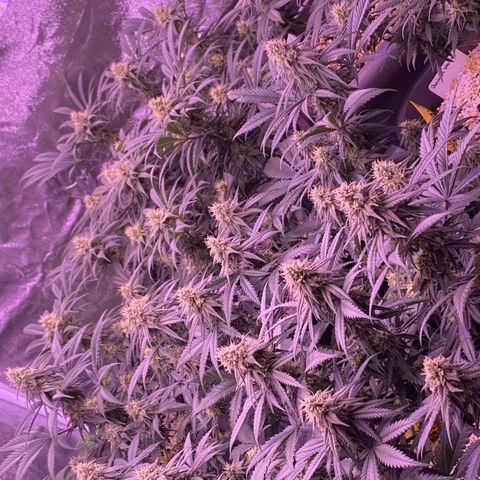 Amnesia Haze  growlog timeline photo