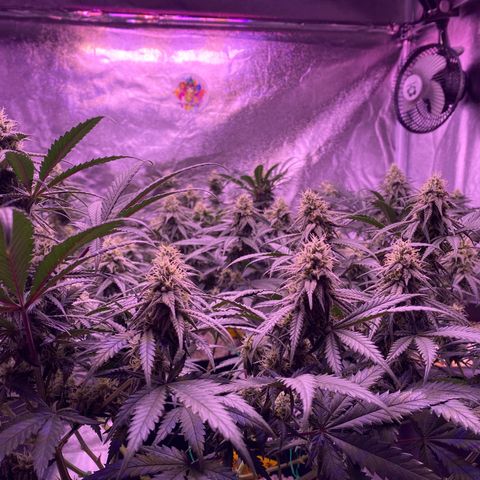 Amnesia Haze  growlog timeline photo