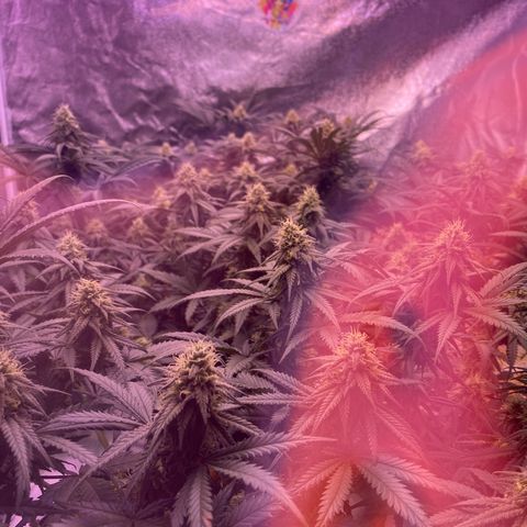 Amnesia Haze  growlog timeline photo