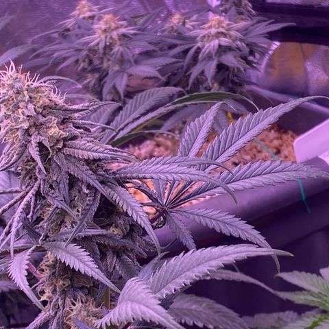 Amnesia Haze  growlog timeline photo