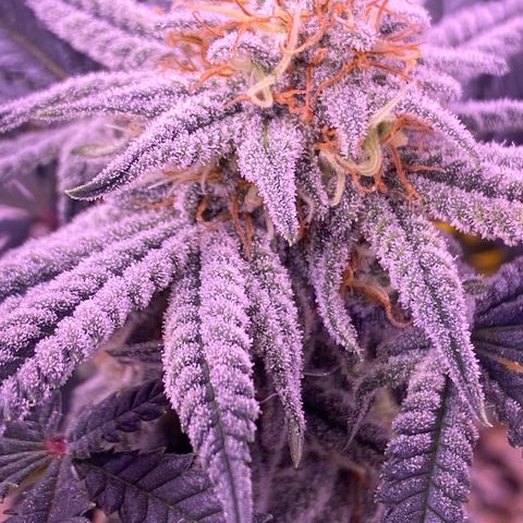 Amnesia Haze  growlog timeline photo