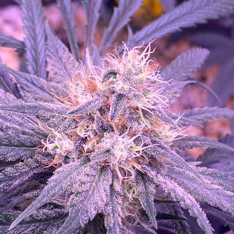 Amnesia Haze  growlog timeline photo