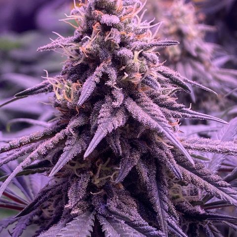 Amnesia Haze  growlog timeline photo