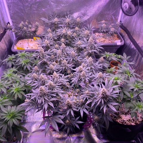Amnesia Haze  growlog timeline photo