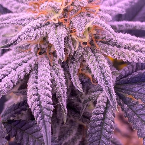 Amnesia Haze  growlog timeline photo