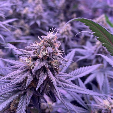 Amnesia Haze  growlog timeline photo