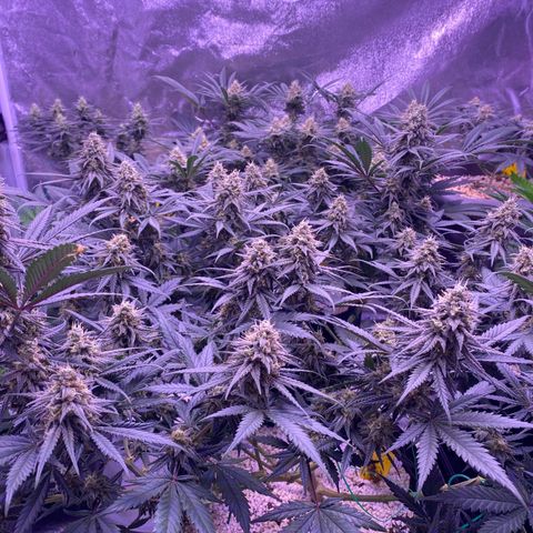 Amnesia Haze  growlog timeline photo