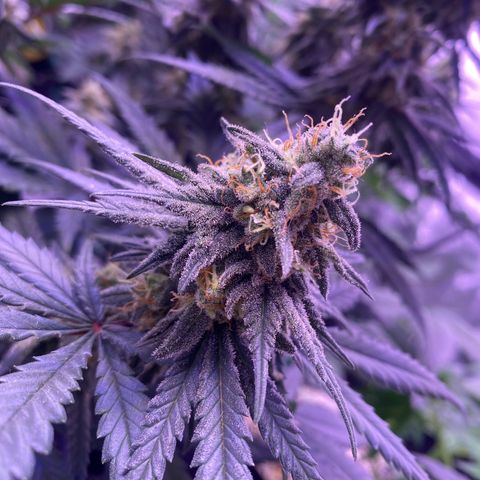 Amnesia Haze  growlog timeline photo