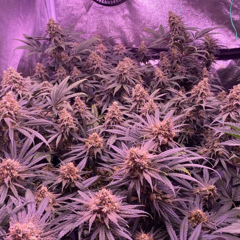 Amnesia Haze  growlog timeline photo