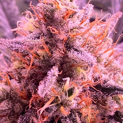 Amnesia Haze  growlog timeline photo