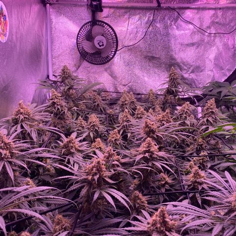 Amnesia Haze  growlog timeline photo