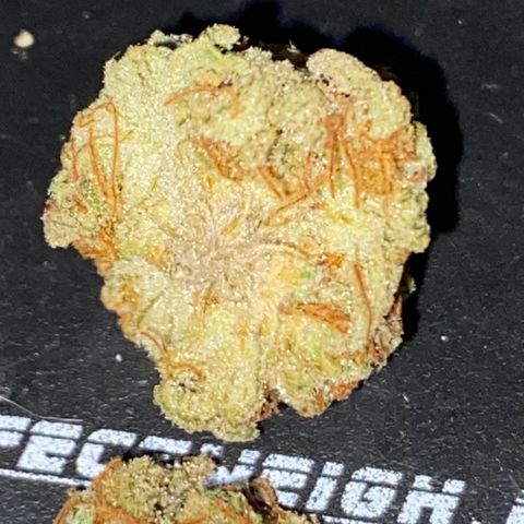 Amnesia Haze  growlog timeline photo