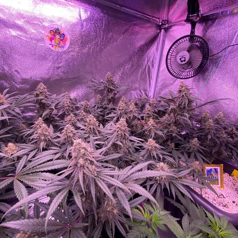 Amnesia Haze  growlog timeline photo