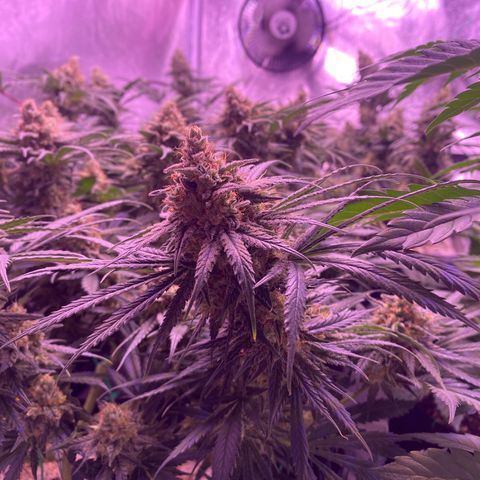 Amnesia Haze  growlog timeline photo