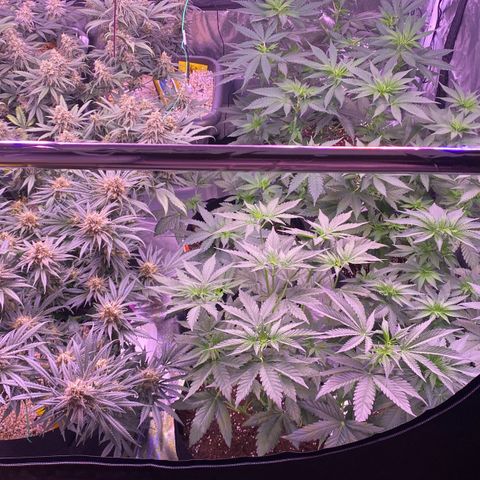 Amnesia Haze  growlog timeline photo