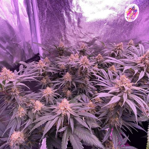 Amnesia Haze  growlog timeline photo
