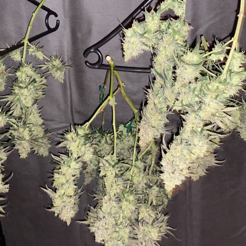 Amnesia Haze  growlog timeline photo