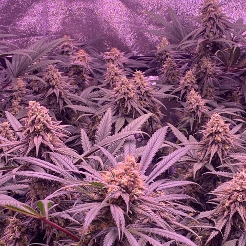 Amnesia Haze  growlog timeline photo