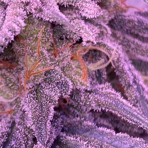 Amnesia Haze  growlog timeline photo