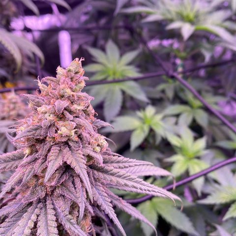 Amnesia Haze  growlog timeline photo