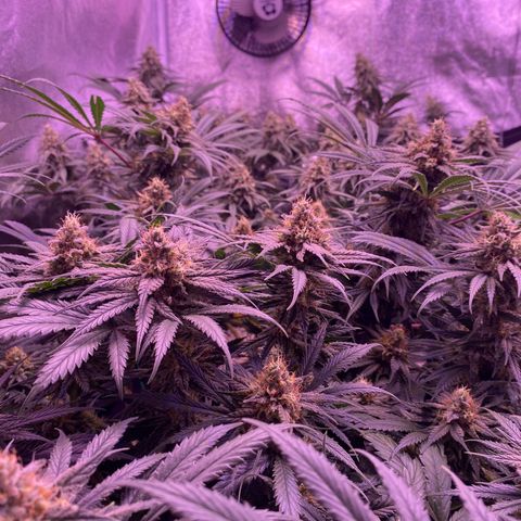 Amnesia Haze  growlog timeline photo