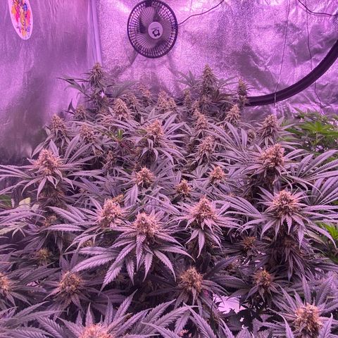 Amnesia Haze  growlog timeline photo