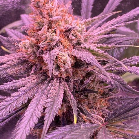 Amnesia Haze  growlog timeline photo