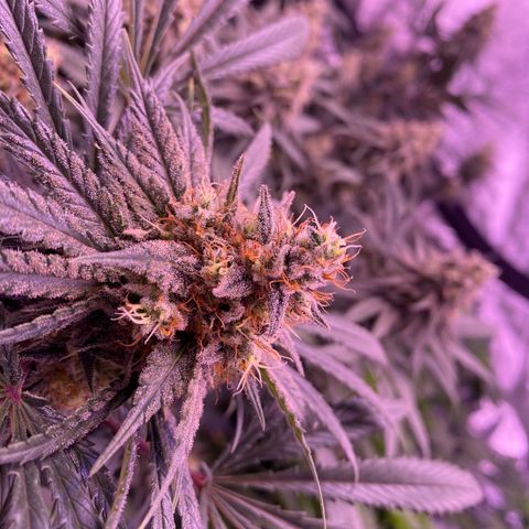 Amnesia Haze  growlog timeline photo