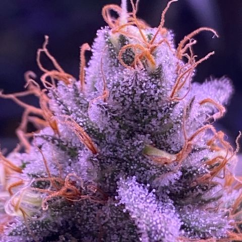 Amnesia Haze  growlog timeline photo