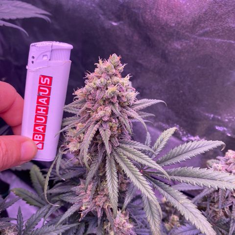 Amnesia Haze  growlog timeline photo