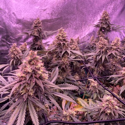 Amnesia Haze  growlog timeline photo