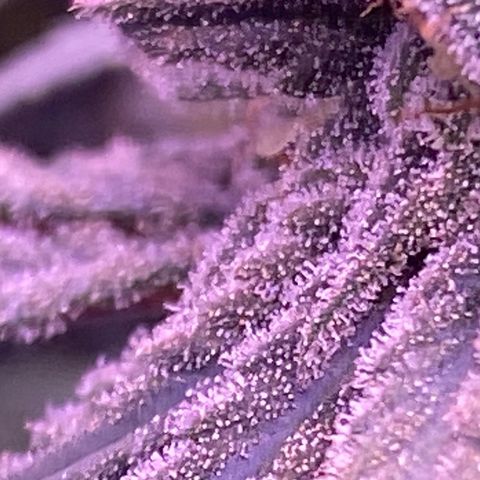 Amnesia Haze  growlog timeline photo