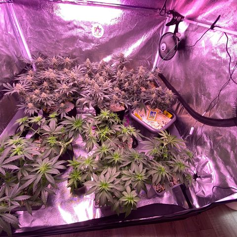 Amnesia Haze  growlog timeline photo