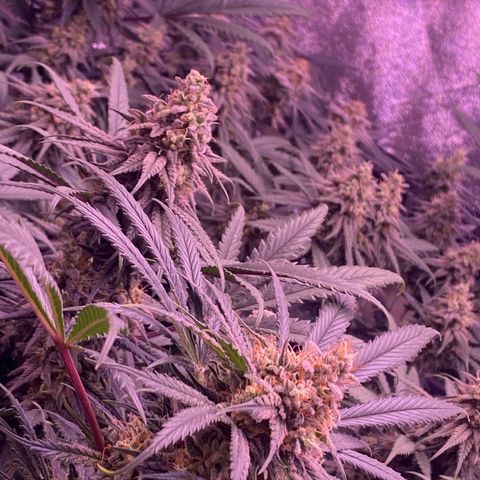 Amnesia Haze  growlog timeline photo