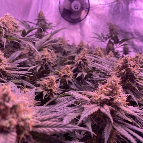 Amnesia Haze  growlog timeline photo