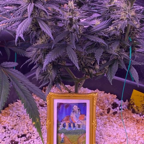 Amnesia Haze  growlog timeline photo