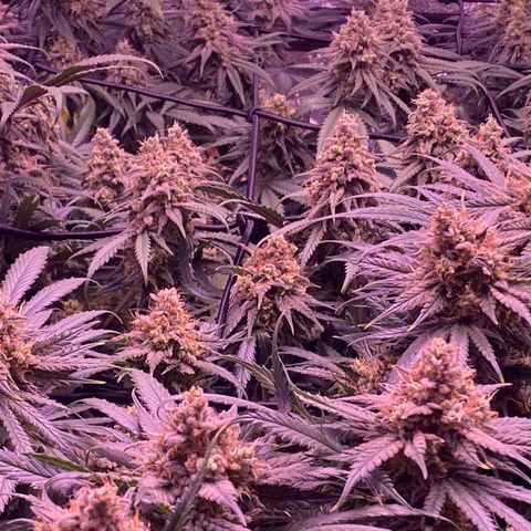 Amnesia Haze  growlog timeline photo