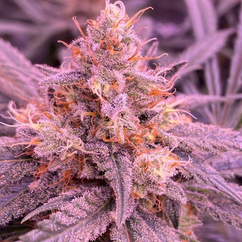 Amnesia Haze  growlog timeline photo