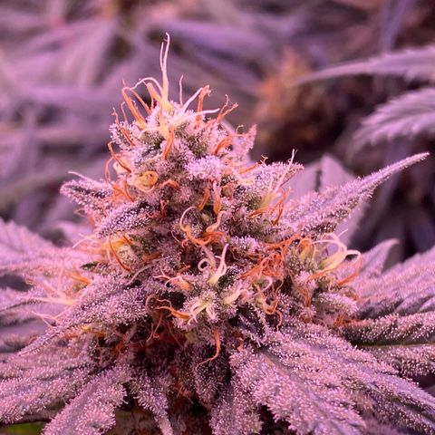 Amnesia Haze  growlog timeline photo