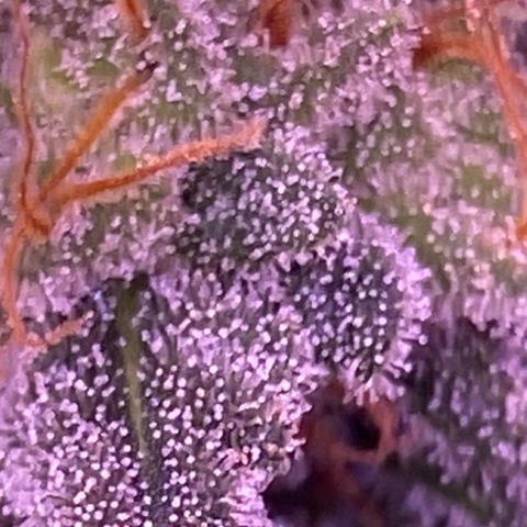 Amnesia Haze  growlog timeline photo