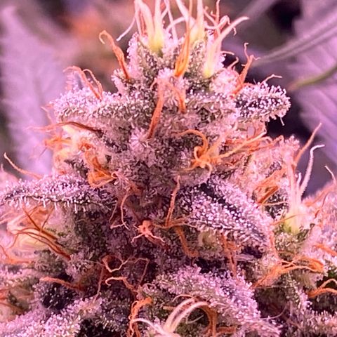 Amnesia Haze  growlog timeline photo