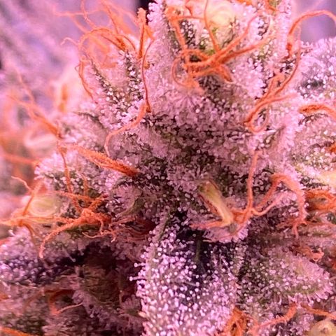 Amnesia Haze  growlog timeline photo